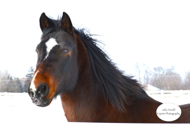 Brown &amp; White with Logo