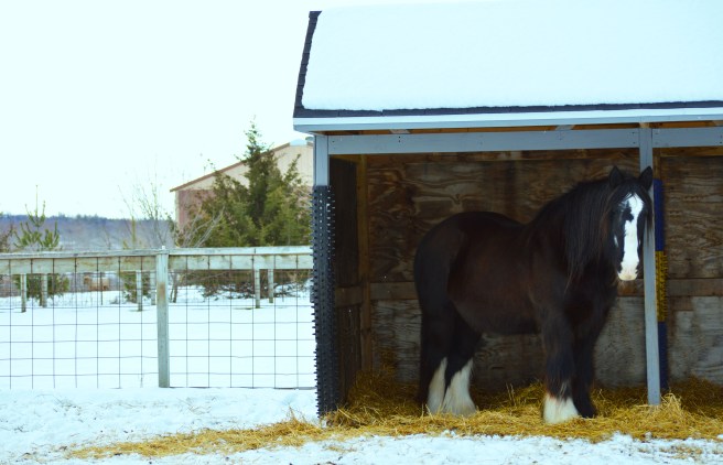Big Jake in Shelter copy