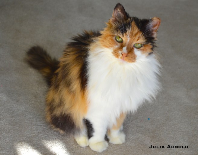 pikachu-arnold-with-logo-1-copy